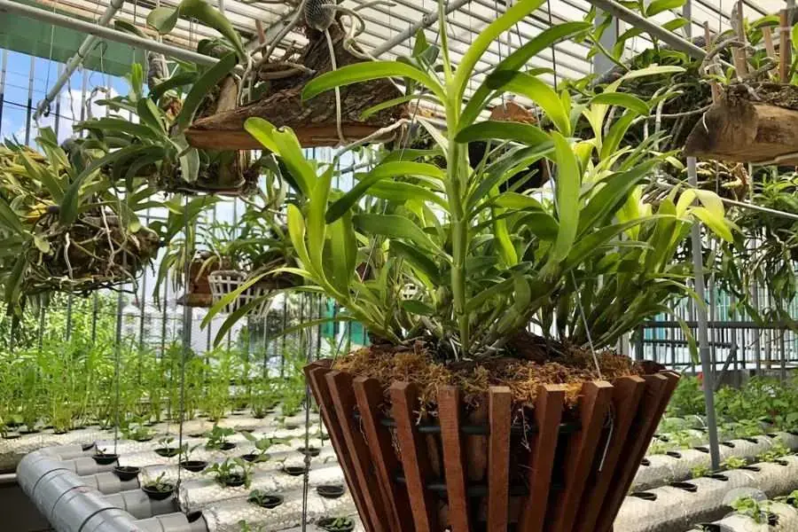 Quan sát lan kiếm thường xuyên để phát hiện sâu bệnh kịp thời.