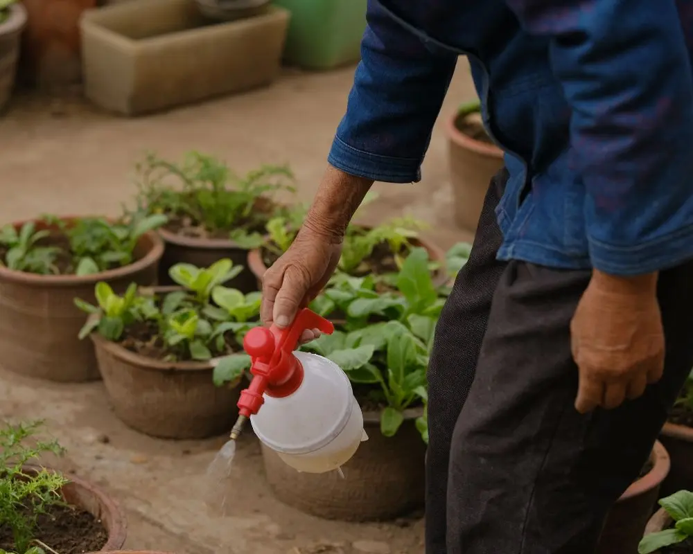 Sử dụng bình phun, tưới lên cả thân, lá cây để giúp quang hợp tốt hơn.