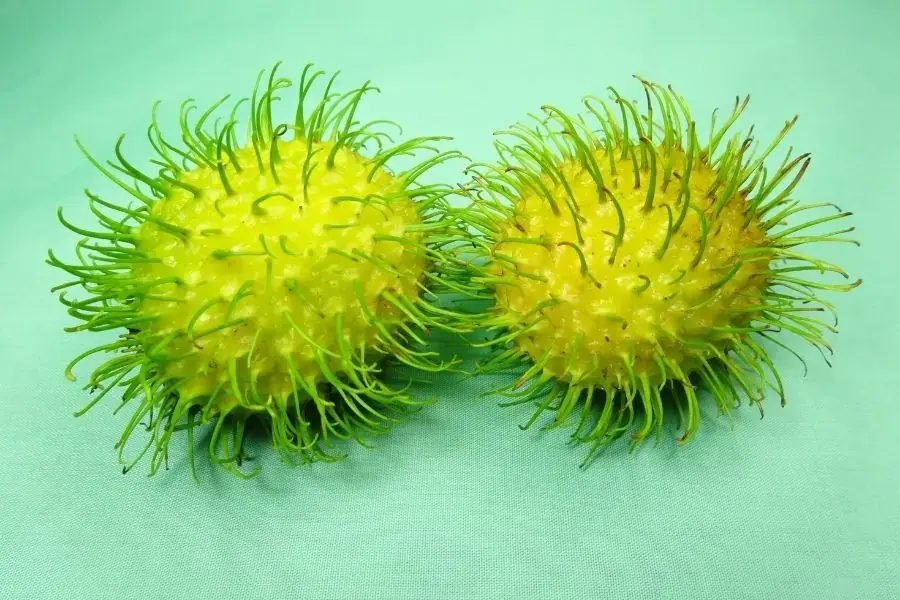 Tránh chọn những quả chôm chôm có màu vàng hoặc xanh lá vì trái chưa chín hẳn thường có vị chua và không ngọt