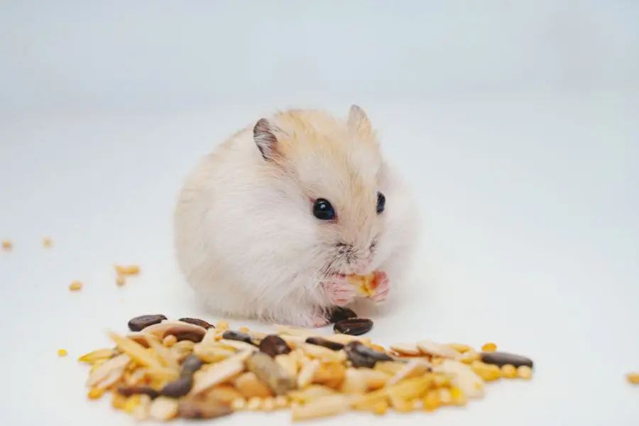 Bạn không được bế Hamster khi đói.