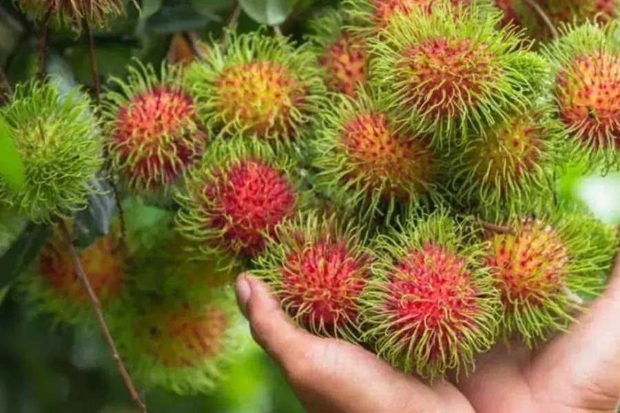 Chôm chôm thái