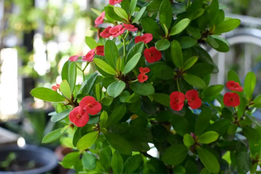 Nhựa của cây xương rồng bát tiên có thể gây bỏng rát khi tiếp xúc với da.