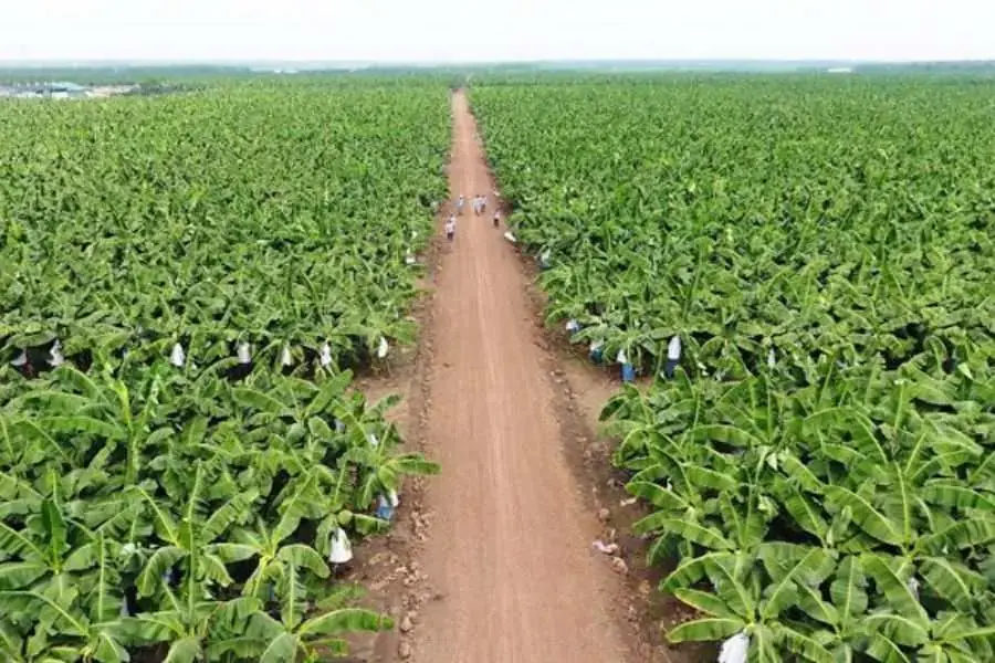 Trang trại trồng chuối lấy quả.