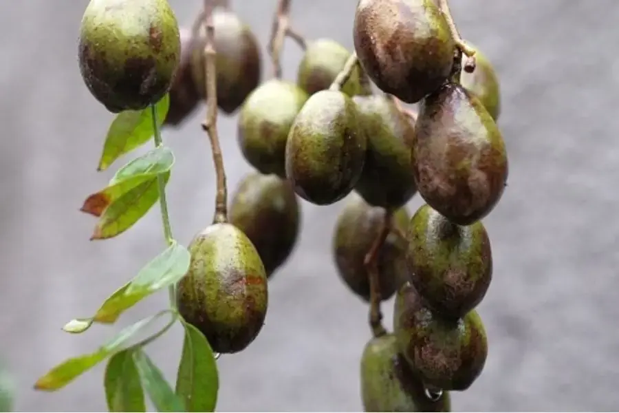 Cóc tươi trên cây