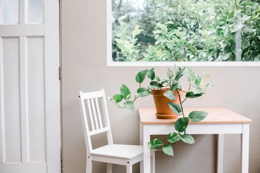 Cây trầu bà hỗ trợ làm sạch không khí