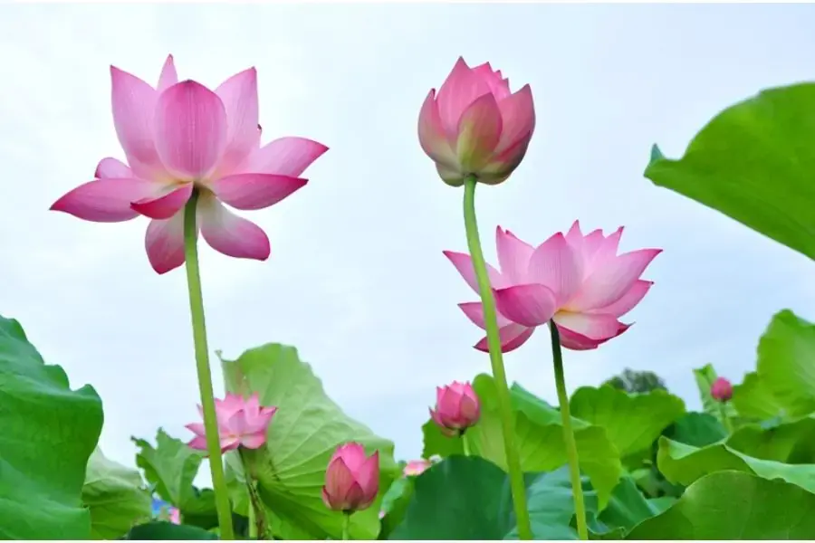 Hoa sen hồng là biểu tượng của Đức Phật.
