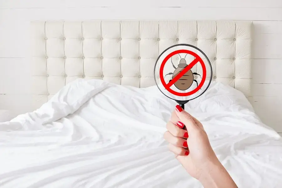Nệm tốt có khả năng kháng côn trùng, nấm mốc