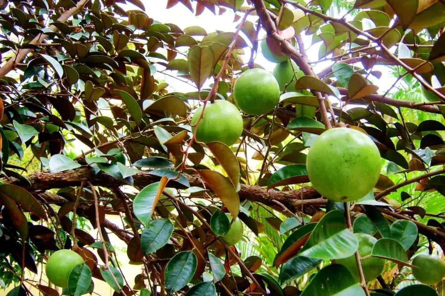 Hình ảnh vú sữa Lò Rèn mùa trĩu quả.