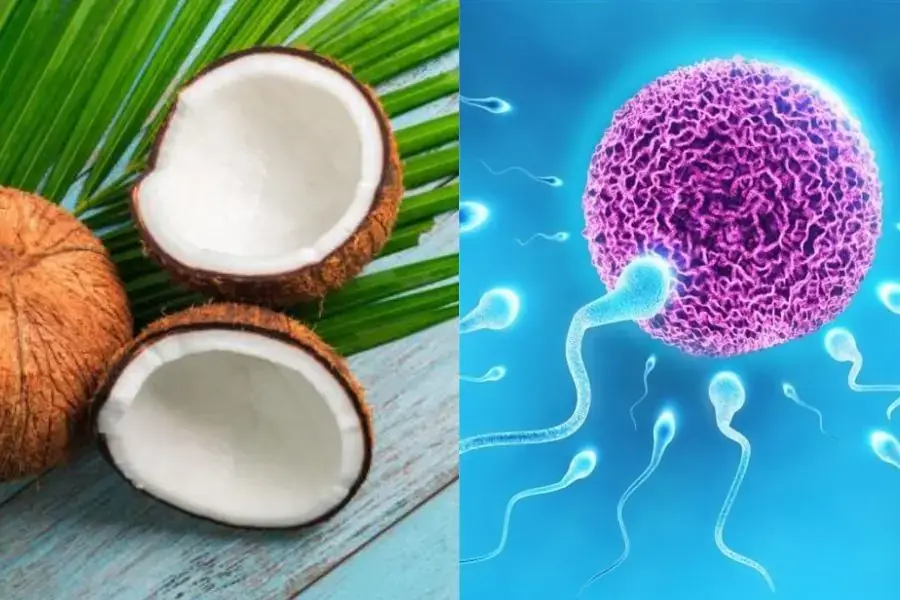 Cùi dừa khiến số lượng tinh trùng tăng lên giúp nam giới giảm nguy cơ vô sinh.