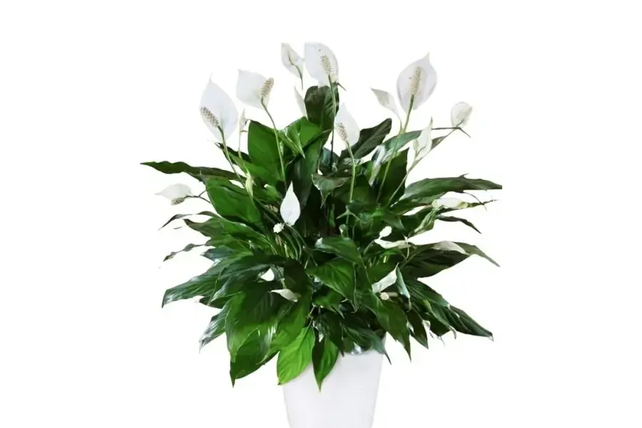 Cây Lan Ý tượng trưng cho sức khỏe và tình yêu của phụ nữ