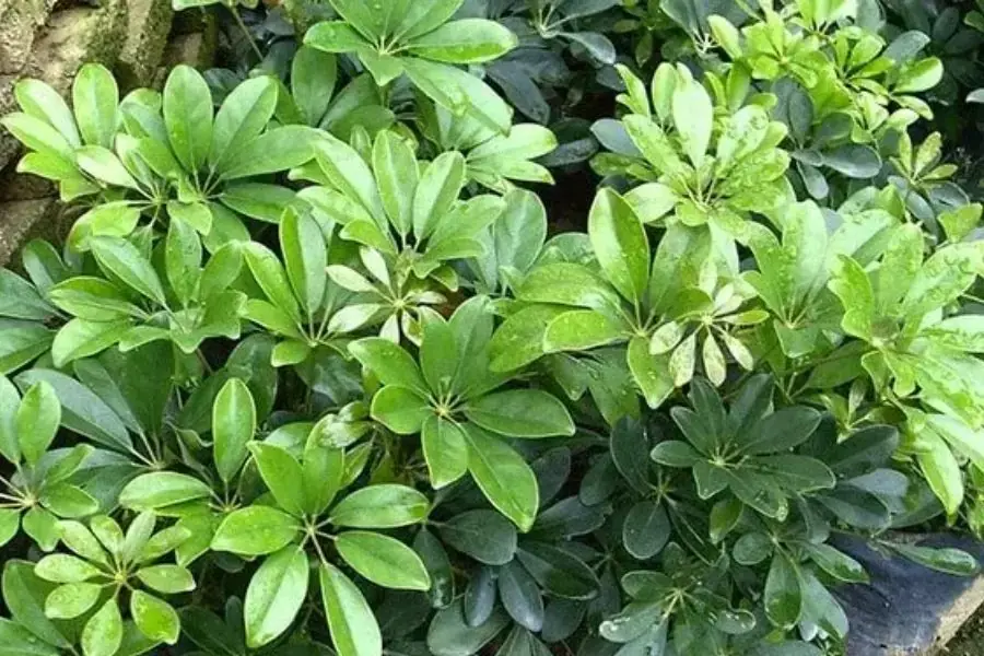 Cây ngũ gia bì