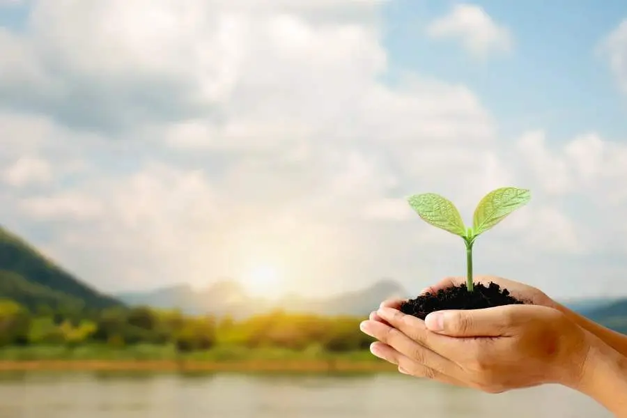 Những lưu ý về cách trồng hoa lan huệ ra hoa đúng Tết