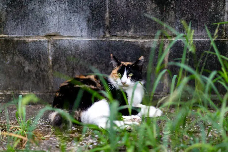 Mèo Calico nổi bật với bộ lông 3 màu ấn tượng.