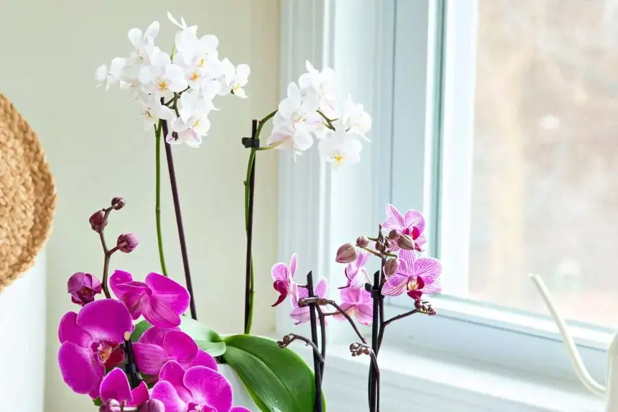 Biết cách trồng lan hồ điệp sẽ ra hoa đẹp và lâu tàn.