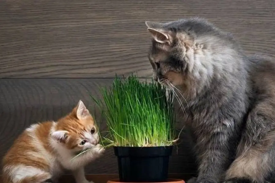 Một số mẹo hay giúp hạn chế tình trạng mèo kêu ban đêm.