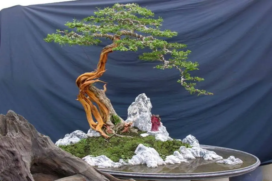 Cây ba chia mang lại nhiều ý nghĩa trong phong thủy và đời sống.