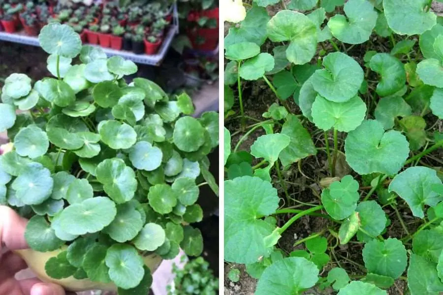 Cây cỏ đồng tiền và rau má có những điểm khác nhau.