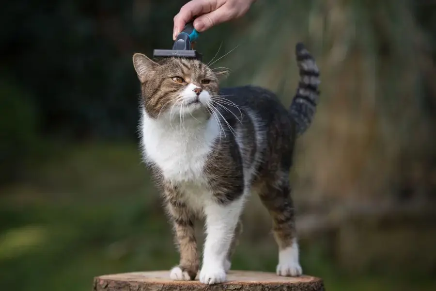 Mèo Tam Thể có thói quen sinh hoạt đặc thù trong nhà.