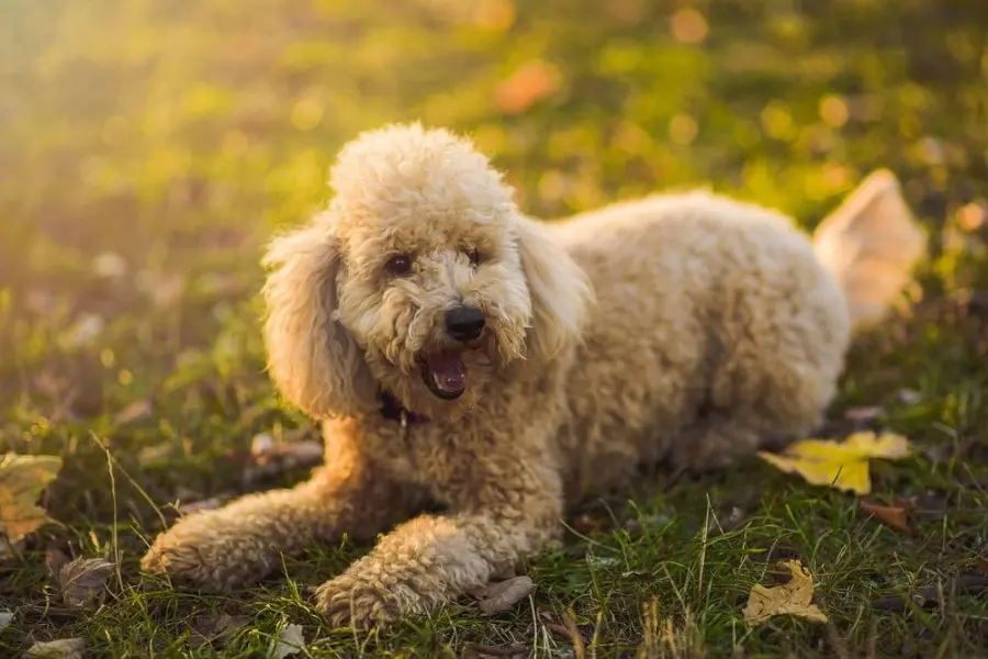 Huấn luyện chó Poodle nằm bằng các câu mệnh lệnh.