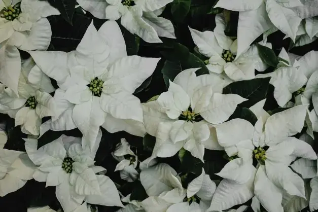 ดอก Poinsettia