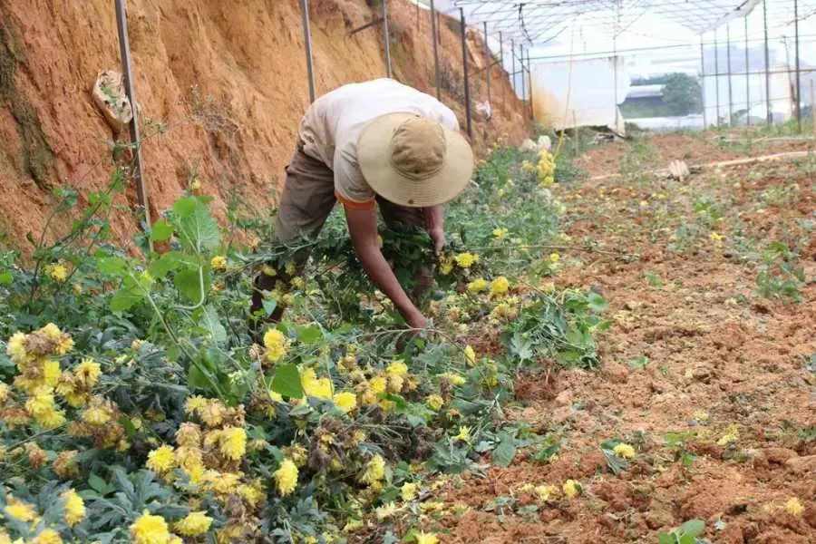 Cúc héo úa do sâu bệnh.