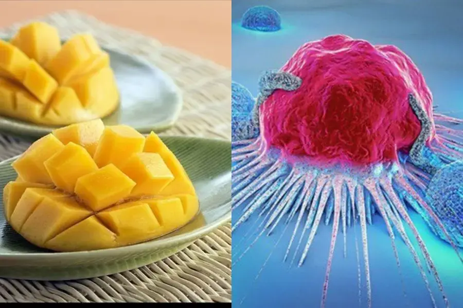 Xoài tạo ra lớp màng bảo vệ, ngăn chặn nguy cơ mắc ung thư