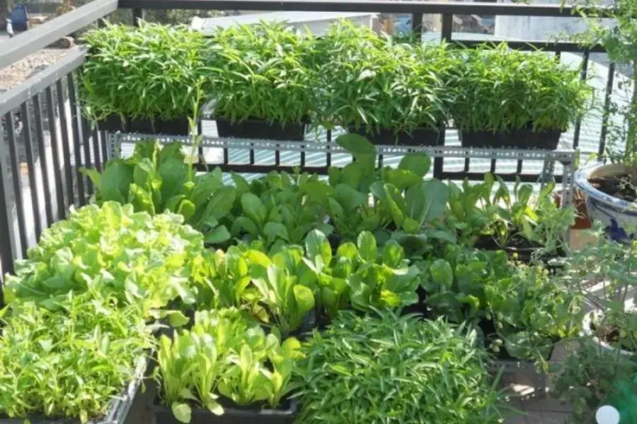 Thiết kế ban công thành khu vườn nhỏ