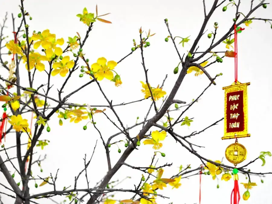 Trang trí cây mai ngày Tết bằng những loại dây treo (xuhuong.me)