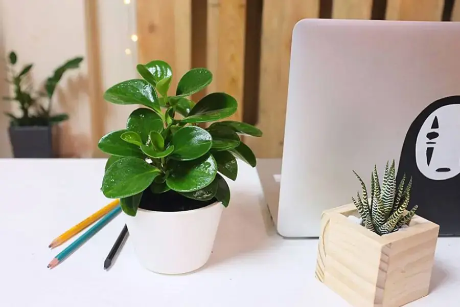 Lựa chọn cây để bàn làm việc cho người mệnh mộc có màu xanh óng