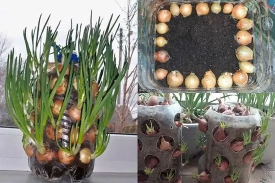 Sau 4 ngày hành tím sẽ ra rễ và trong 5 ngày tiếp theo là có thể thu hoạch được