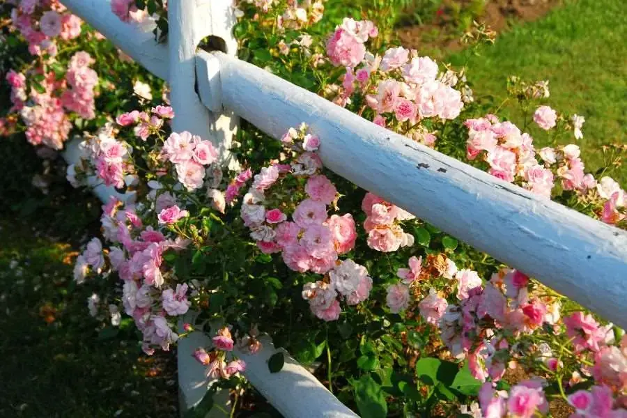Thực hiện hàng rào hoa hồng bằng gỗ đơn giản mà đẹp mắt