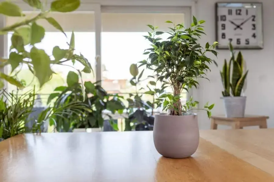 Chậu si mini để bàn làm việc, tạo phong thủy cho không gian.