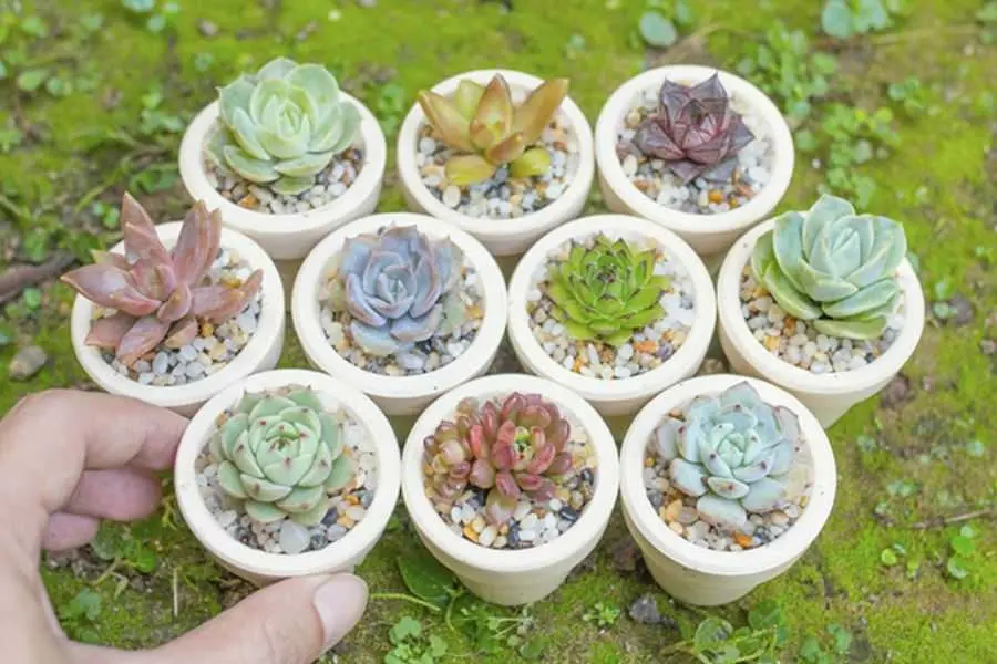 Tặng chậu cây nhỏ cho cô gái của bạn.