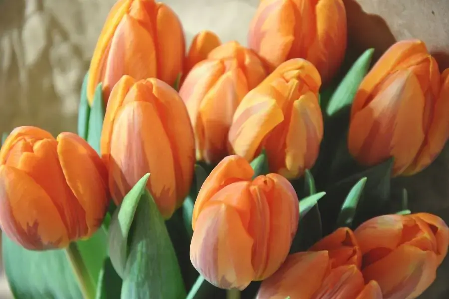 Tulip cam còn được gọi với danh xưng mỹ miều là “nữ hoàng” bởi là màu hoa được yêu thích nhất.