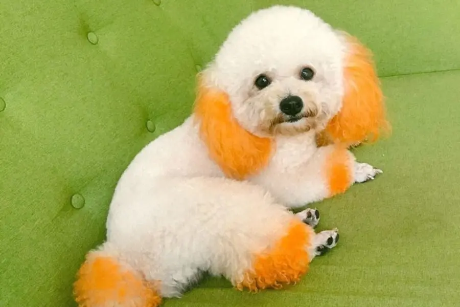 Thay đổi diện mạo 360 độ cho chú Poodle nhà bạn với kiểu lông tạo hình tiểu yêu tinh độc lạ.