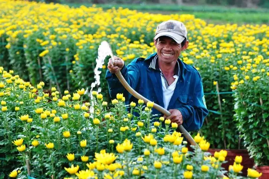 Tưới nước đủ để hoa cúc nở hoa đúng vụ.