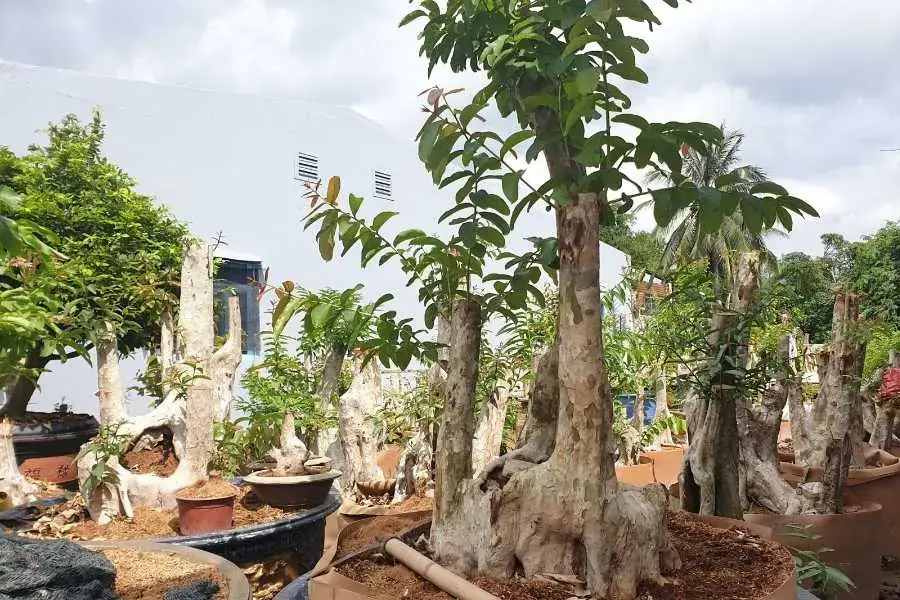 Bằng Lăng bonsai được người chơi cây cảnh yêu thích.