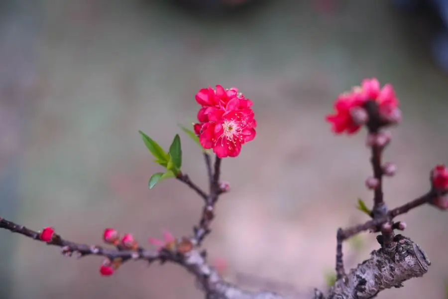 Phong tục hái lộc đầu năm mang nhiều ý nghĩa tâm linh và đạo lý tốt đẹp.