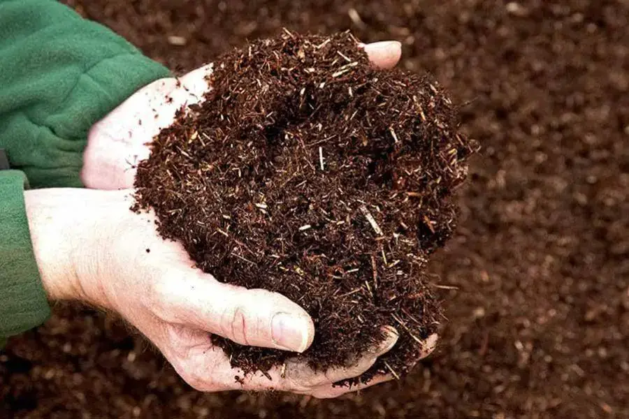 Trộn giá thể đất trồng cây ăn quả trên sân thượng