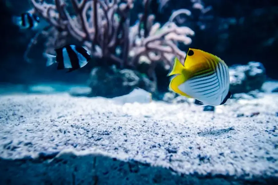 Ưu tiên chọn những viên đá cuội trắng hoặc sỏi có màu sáng để lót bể
