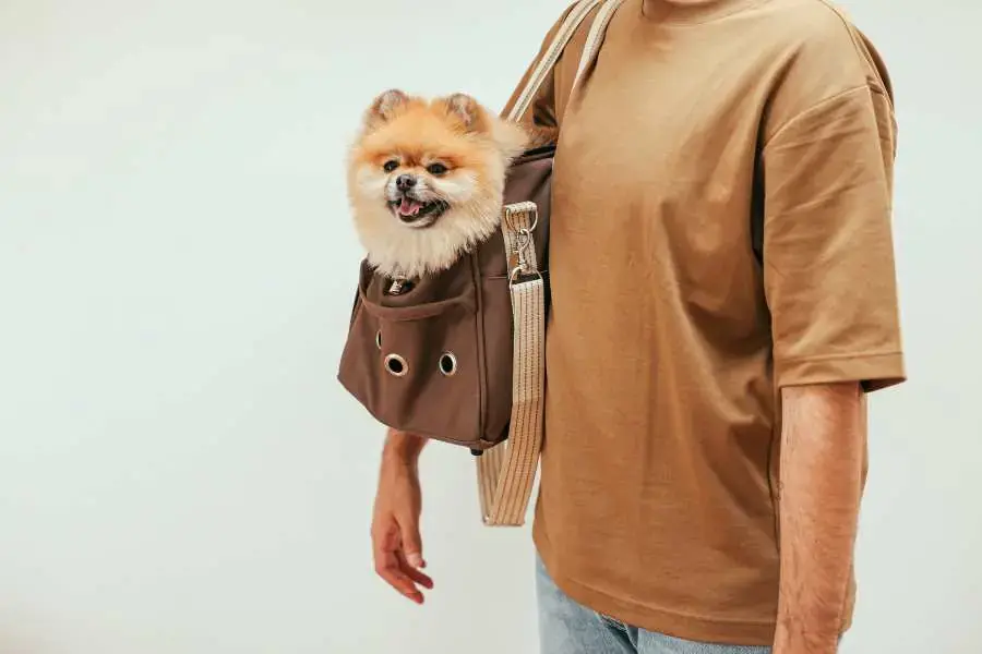Phốc Sóc có bộ lông dày và dài, phần cổ thường có nhiều lông hơn.