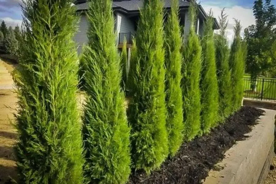 Tuyết tùng thuộc dạng thân gỗ, lá kim, có nguồn gốc từ phía Tây dãy Himalaya.
