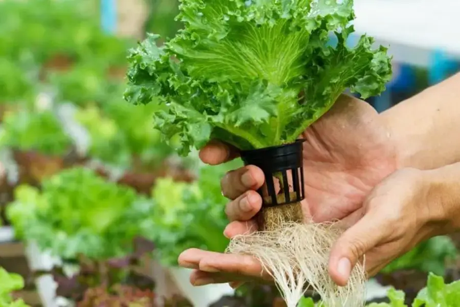 Khi đưa rau con lên giàn thủy canh cần nhẹ nhàng và cẩn thận