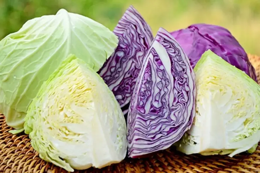 Màu sắc bắp cải