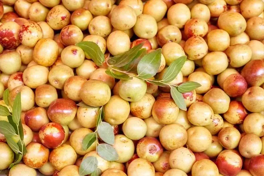 Táo tàu có nguồn gốc từ châu Á, hiện nay được trồng phổ biến rộng khắp.