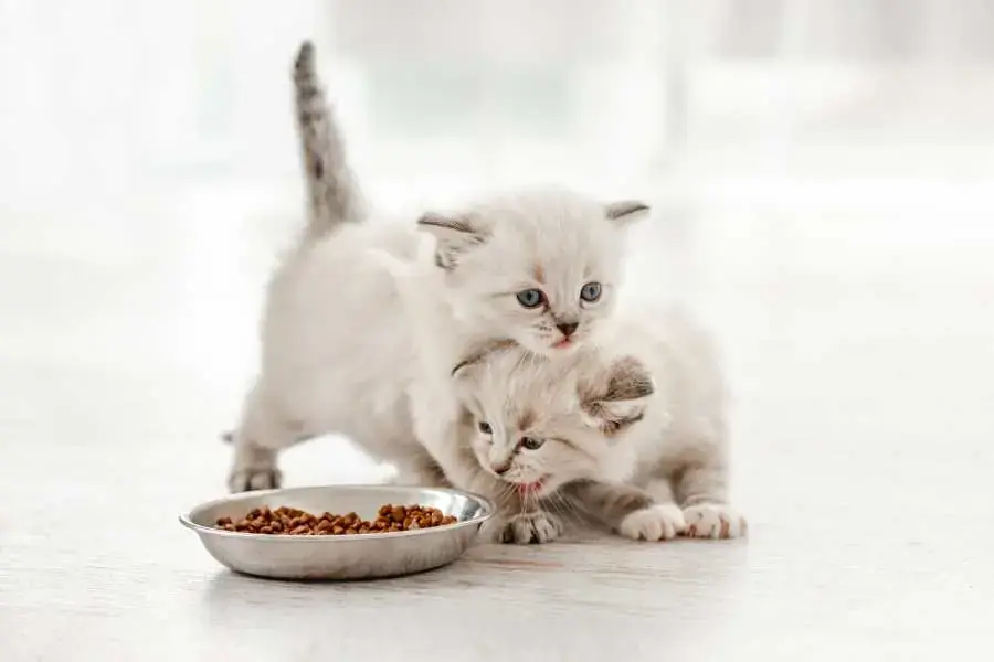 Với từng giai đoạn, dinh dưỡng của mèo Ragdoll cũng có nhiều điểm khác biệt.