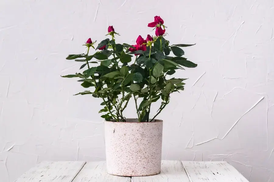 Sử dụng phân bón tự làm giúp hoa hồng tươi trở lại (Hình ảnh: Gardeningknowhow)