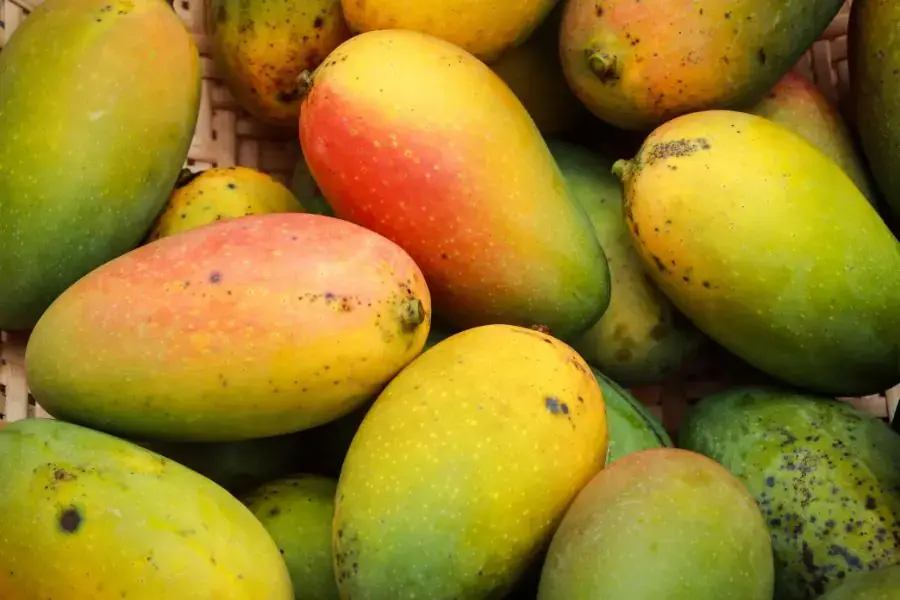 Mẹo chọn mua xoài có da vàng đều, căng mọng