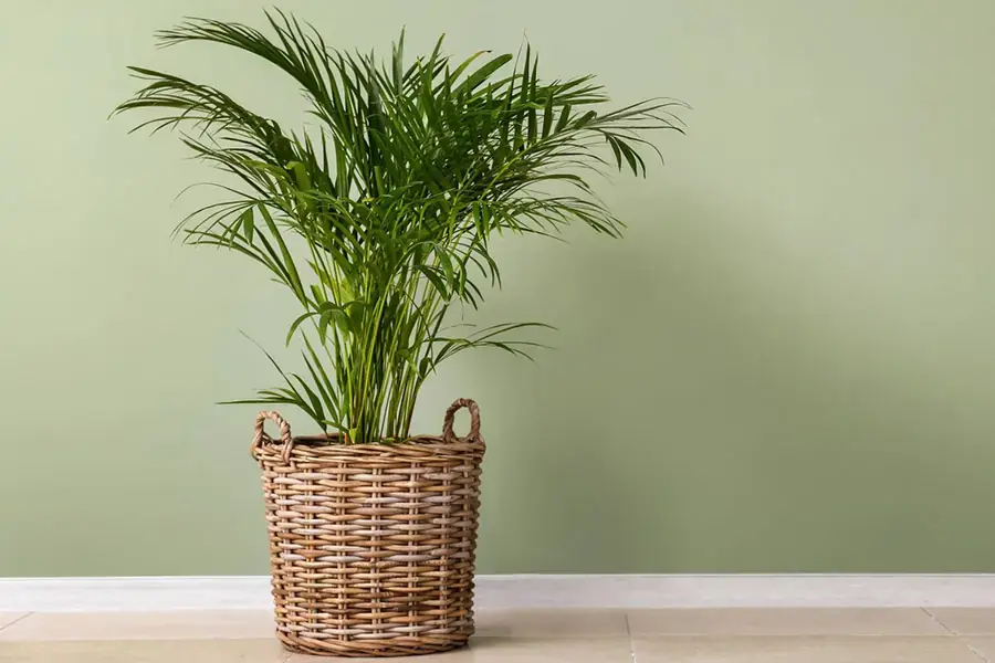 Cau cảnh với chiếc chậu kiểu dáng độc đáo.