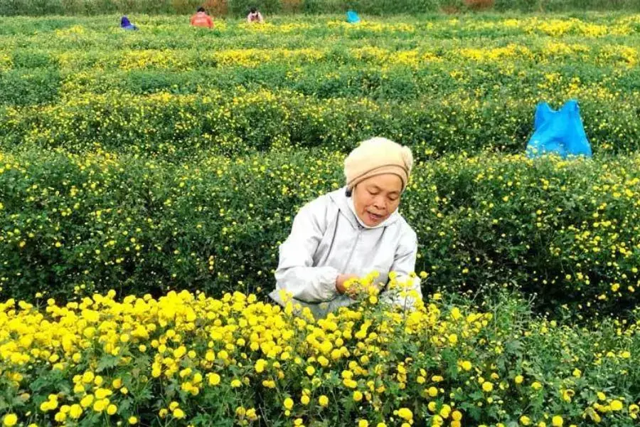 Trồng cúc đúng kỹ thuật để cây phát triển tốt.